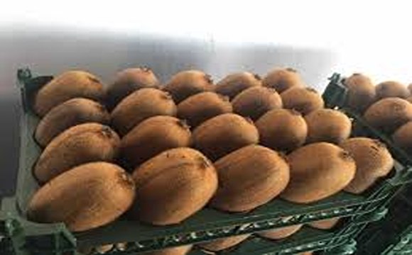 تصویر 1 از خرید و قیمت کیوی درجه یک صادراتی + فروش عمده